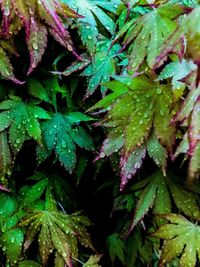 Close-up of wet leaves