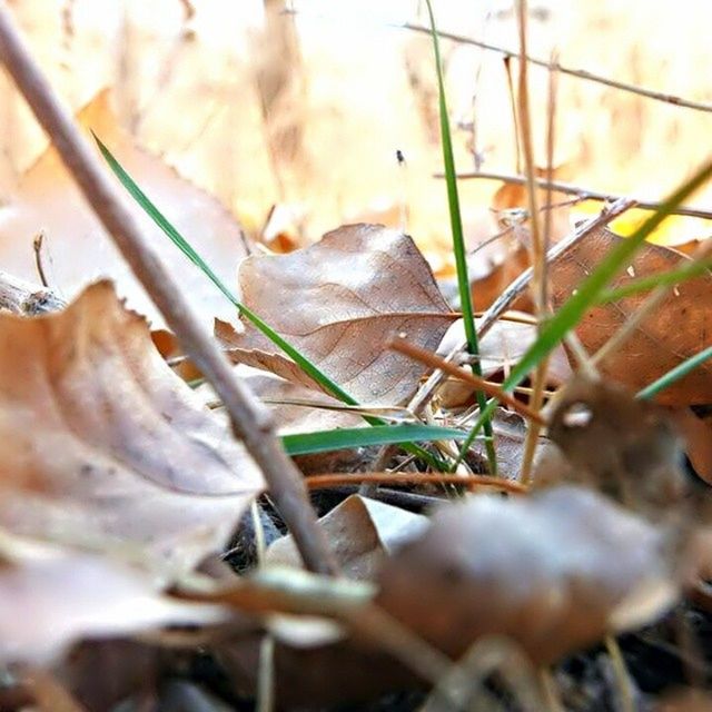 close-up, focus on foreground, dry, selective focus, nature, plant, leaf, growth, twig, outdoors, day, tranquility, one animal, no people, dead plant, wildlife, animal themes, animals in the wild, mushroom, rock - object