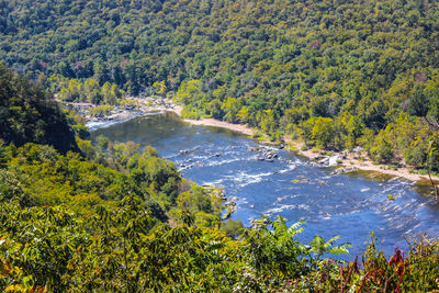High angle view of river amidst trees in forest