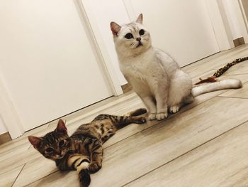 High angle view of cat sitting on floor at home