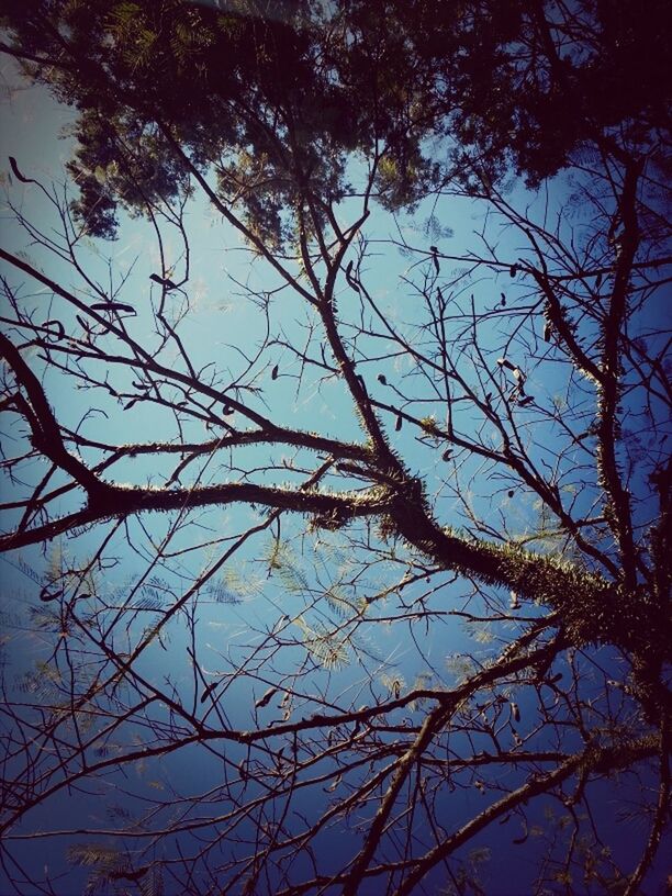 branch, tree, bare tree, tranquility, nature, low angle view, silhouette, sky, beauty in nature, scenics, tranquil scene, growth, outdoors, no people, day, idyllic, clear sky, dusk, sunlight, twig