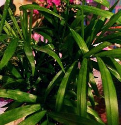 Full frame shot of green leaves