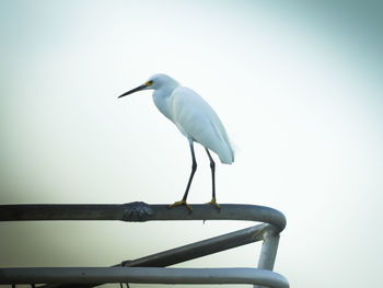 Low angle view of bird perching on railing against clear sky