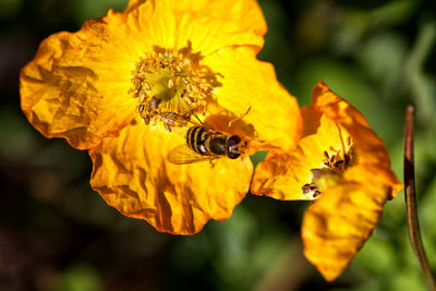 Close-up of bee pollinating on yellow flower