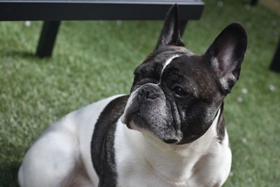 Portrait of a dog on field