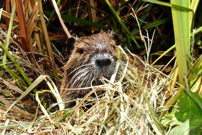Close-up portrait of a lizard on field