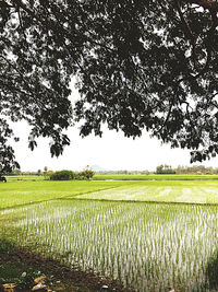 Scenic view of agricultural field against sky