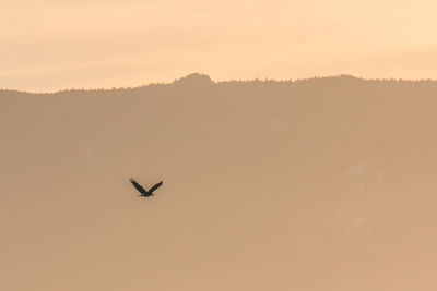 Silhouette bird flying against clear sky