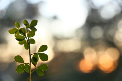 Close-up of fresh green leaves on plant