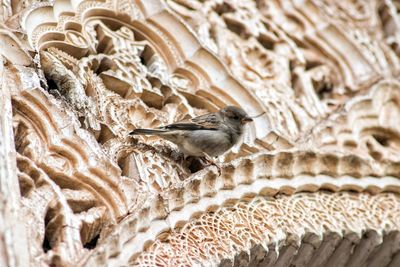 Bird at the alhambra