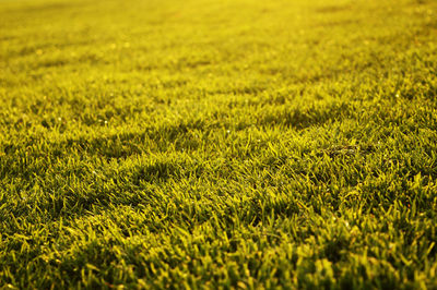 Full frame shot of grassy field