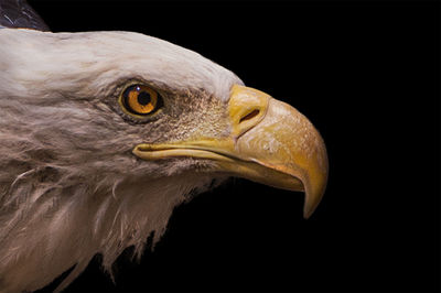 Close-up of eagle against black background