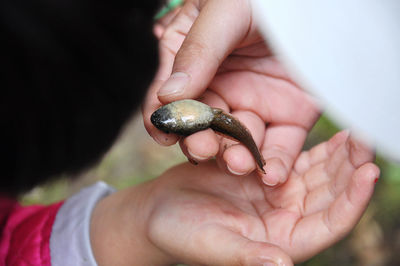 Close-up of a tadpole in hands