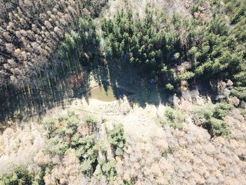 High angle view of trees growing on field