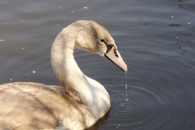 High angle view of swan swimming in lake