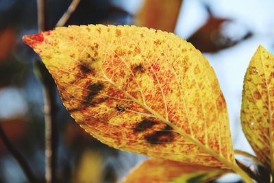 Close-up of autumnal leaves