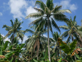 Coconut trees on the plantation under the blue sky.