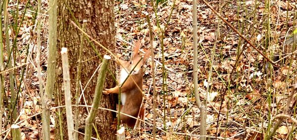 View of an animal on field