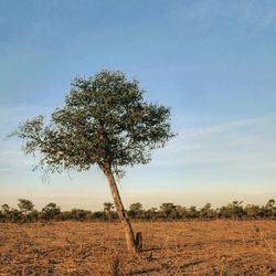 Tree on field against sky