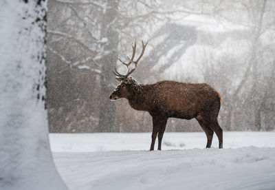 Deer on snow covered field