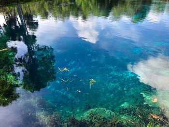 Reflection of trees in lake