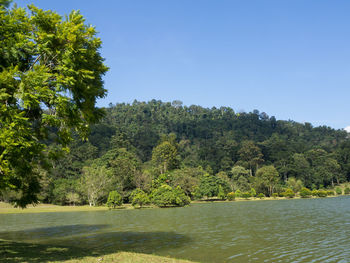 Scenic view of lake against trees in forest against clear sky