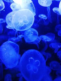 Close-up of jellyfish swimming in sea