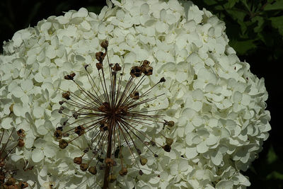 Close-up of flowers