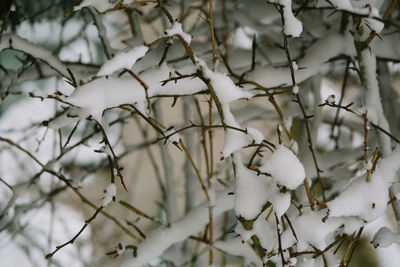 Close-up of snow on branch