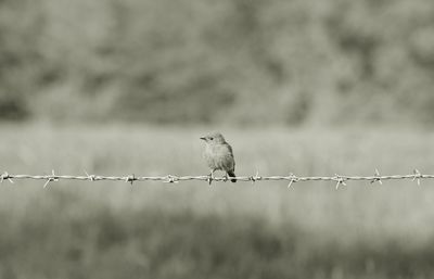 Birds perching on wire