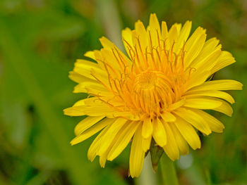 Close-up of yellow flowering plant