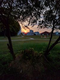 Trees growing on field against sky during sunset