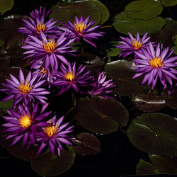 Close-up of purple flowering plants