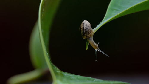 Close-up of insect on leaf