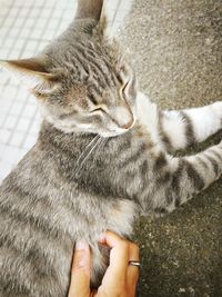 Close-up of hand holding cat