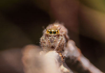 Close-up of spider