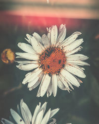 Close-up of daisy flower