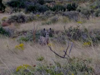 View of an animal on field