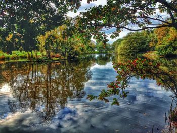 Reflection of trees in water