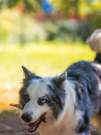 Close-up portrait of dog