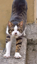 Close-up of cat lying on floor