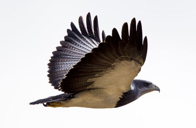 Close-up of a bird flying over white background