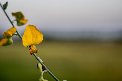 Close-up of yellow flowering plant