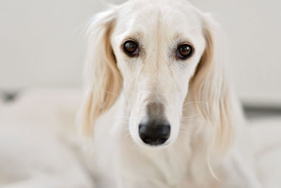 Purebred white saluki sighthound or gazehound can trace its roots back to ancient egypt. 