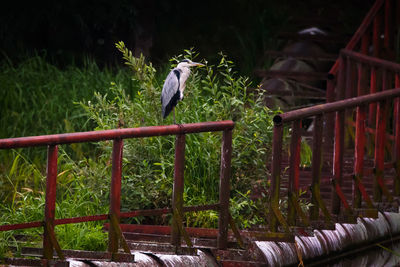 Bird perching on railing