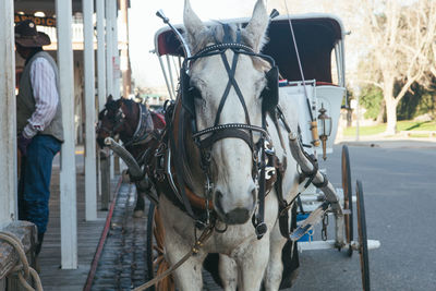 Horse cart on street in city