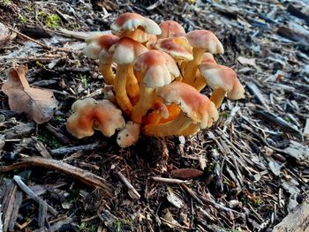 High angle view of mushrooms growing on field