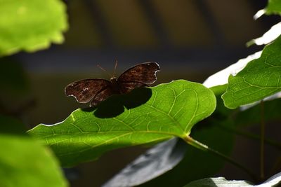 Close-up of butterfly on leaves