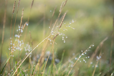 Close-up of wet spider web on plant during rainy season