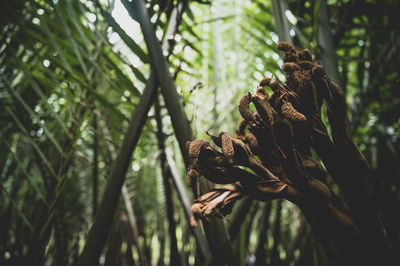 Close-up of pine cone on tree in forest